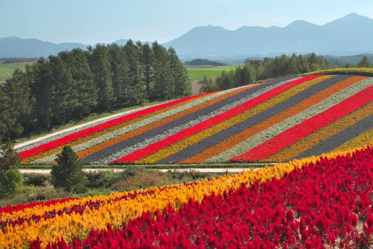 Shikisai no Oka-四季彩の丘