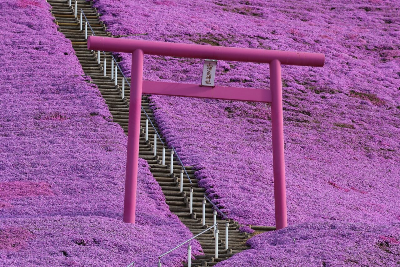 Shibazakura Takinoue Park-芝ざくら滝上公園